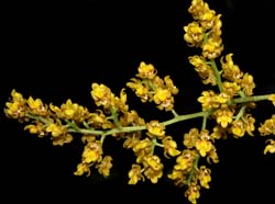 Oncidium_pumilum_ws_cd