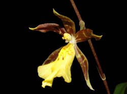 Oncidium_schildhauerianum_ws_cd
