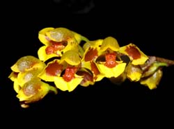 Oncidium_truncatum_ws_cd