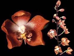 neomoorea_irrorata_cd