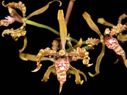 odontoglossum_angustatum_cd