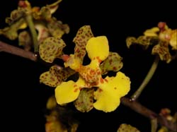 oncidium_cebollata2_cd