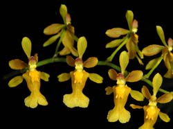 oncidium_chrysomorphum_ip_cd