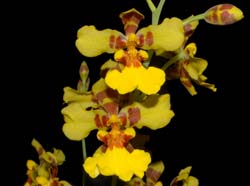 oncidium_foveatum_ws_cd