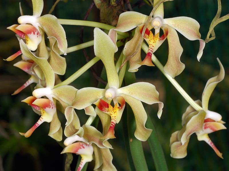 Paraphalaenopsis_denevei_EH_cd