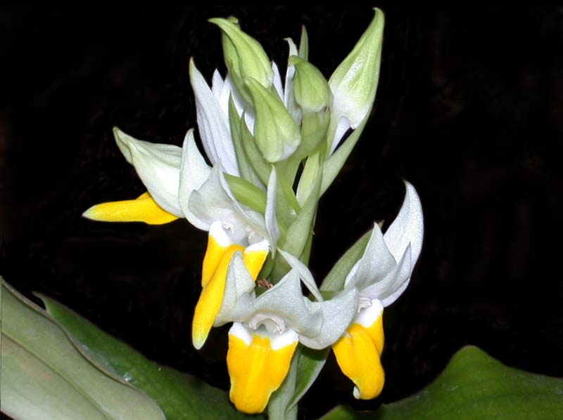 Pecteilis_hawkesiana_sagarikii_IP_cd