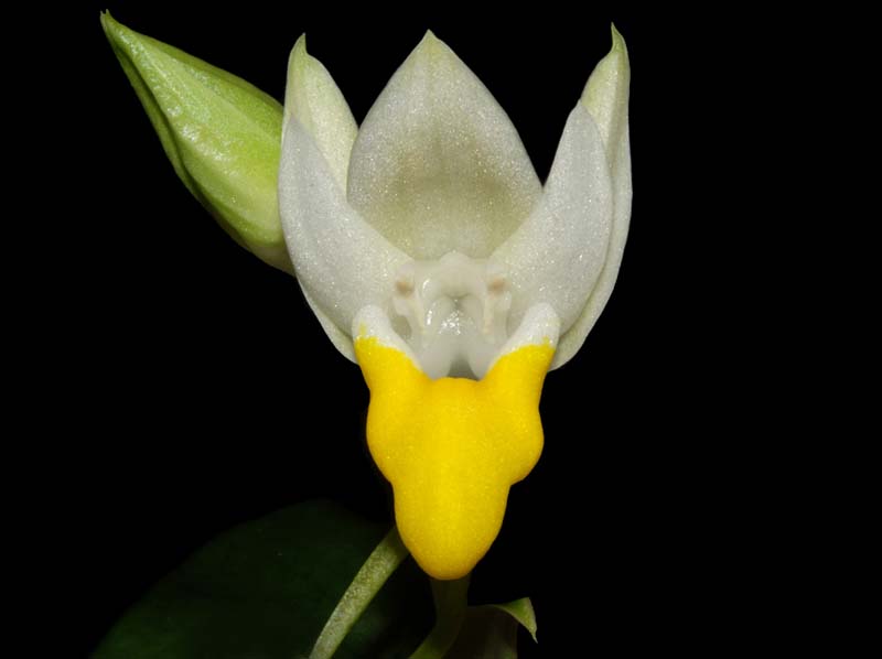 Pecteilis_sagarikii2_ws_cd