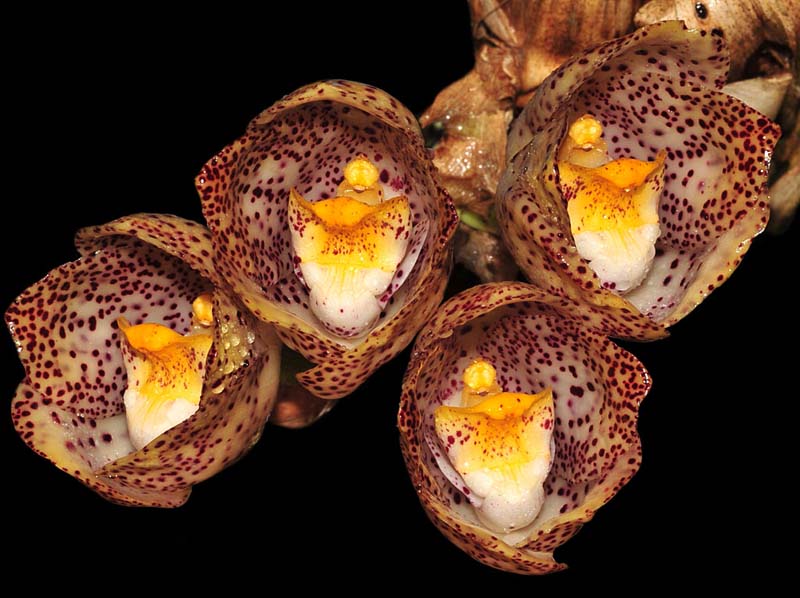 Peristeria_pendula2_IP_cd