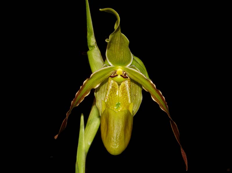 Phragmipedium_czerwiakowianum_ws_cd