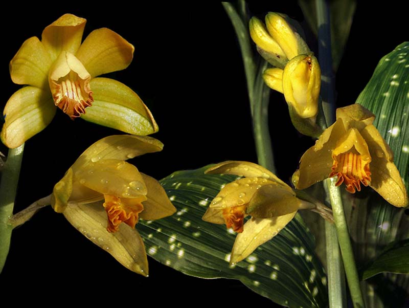 phaius_maculatus_cd