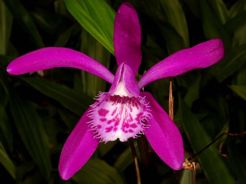 pleione_limprichtii_ws_cd