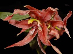 Paphinia_herrerae_ws_cd