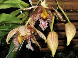Paphinia_litensis_IP_cd