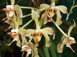 Paraphalaenopsis_denevei_EH_cd