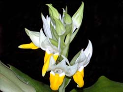 Pecteilis_hawkesiana_sagarikii_IP_cd