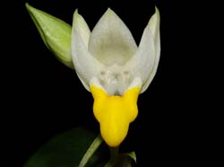 Pecteilis_sagarikii2_ws_cd