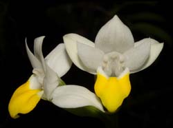Pecteilis_sagarikii_ws_cd
