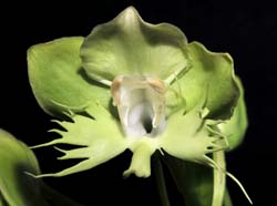 Pecteilis_susannae_IP_cd