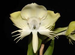 Pecteilis_susannae_WS_cd
