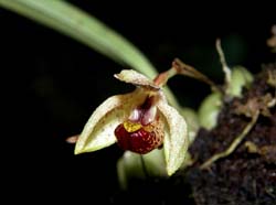 Pedilochilus_guttulatus_WS_cd