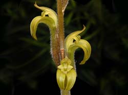 Pelexia_olivacea_ws_cd