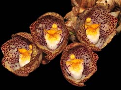 Peristeria_pendula2_IP_cd