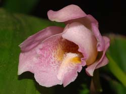 phaius_mishmensis_ws_cd
