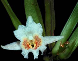 plectrophora_alata_cd