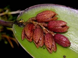 pleurothallis_spec#2_cd