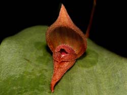 pleurothallis_spec#6_cd