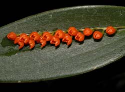pleurothallis_truncata2_cd