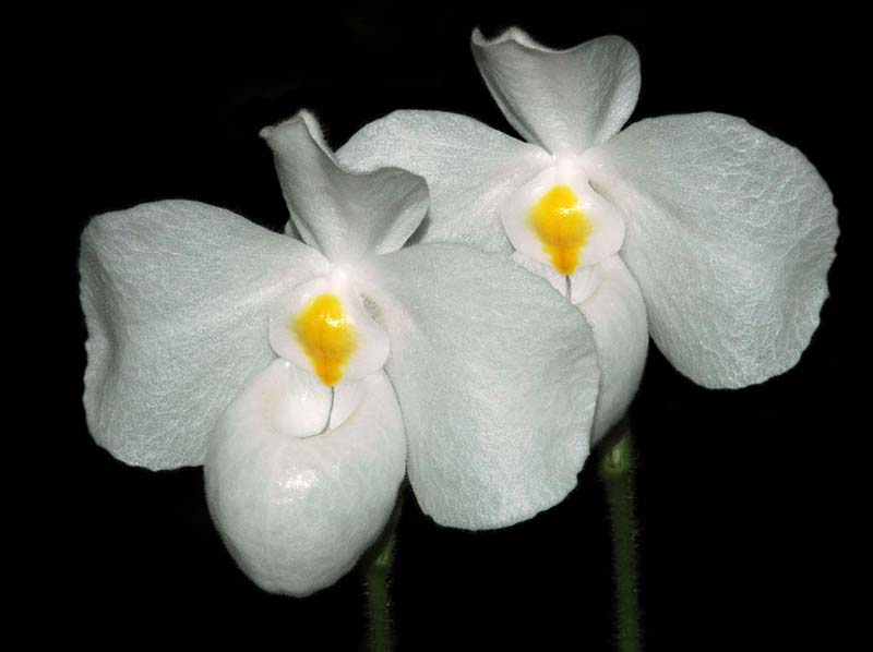 Paphiopedilum_delenatii_album_ip_cd