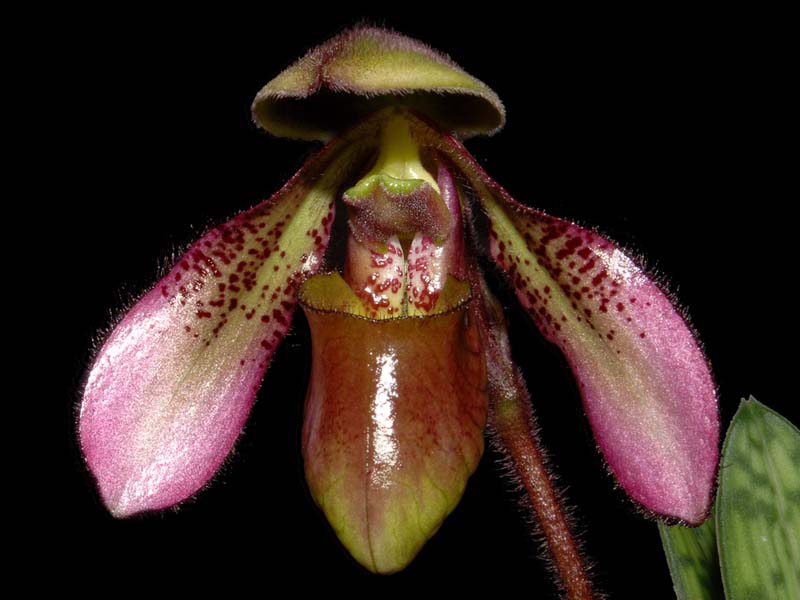 Paphiopedilum_hookerae_volonteanum_WS_cd