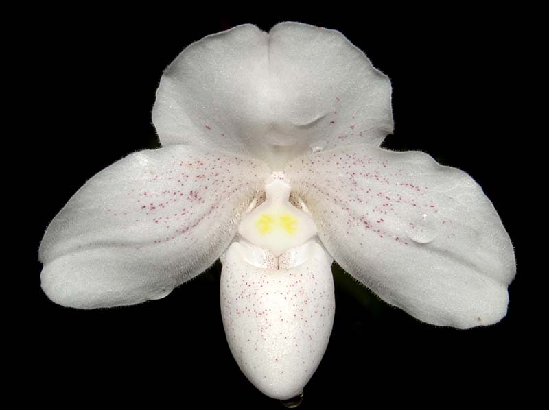 Paphiopedilum_niveum2_ws_cd
