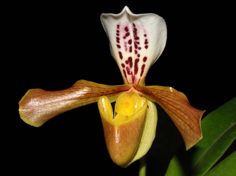 Paphiopedilum_villosum_boxallii_ws_cd