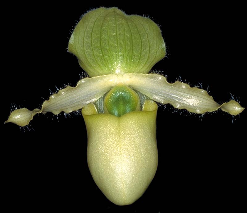 paphio_primulinum2_cd