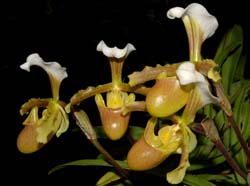 Paphiopedilum_barbigerum_ws_cd