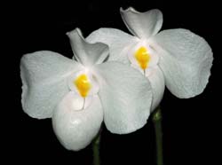 Paphiopedilum_delenatii_album_ip_cd