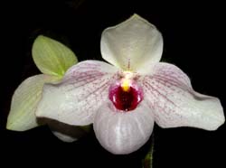 Paphiopedilum_delenatiixmalipoense_ws_cd