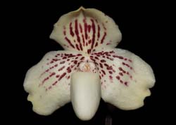 Paphiopedilum_godefroye_leucochilum