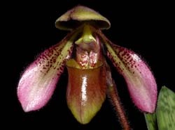 Paphiopedilum_hookerae_volonteanum_WS_cd