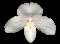 Paphiopedilum_niveum2_ws_cd
