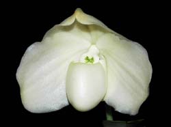 Paphiopedilum_niveum_album_ip_cd