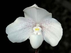 Paphiopedilum_niveum_ws_cd