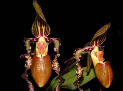 Paphiopedilum_sanderianum_ws_cd