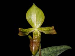 Paphiopedilum_sugiyamanum_ws_cd
