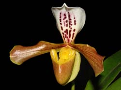 Paphiopedilum_villosum_boxallii_ws_cd