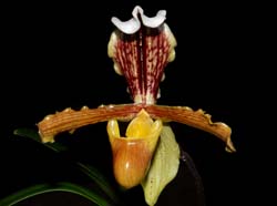 Paphiopedilum_villosum_ws_cd