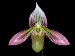 paphio_acmodontum_ws_cd