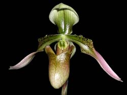 paphio_appeltonianum_cd